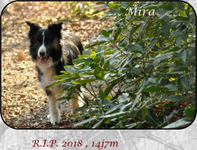 R.I.P. 2018 , 14j7m  Mira